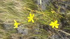 Moraea elsiae