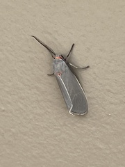 Pygarctia