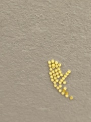 Pygarctia