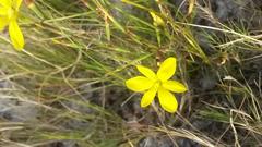Moraea elsiae
