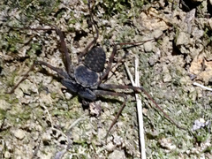 Phrynus operculatus