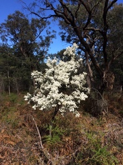 Ricinocarpos pinifolius