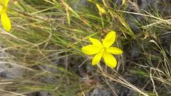 Moraea elsiae