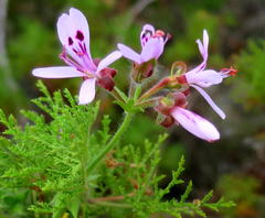 Pelargonium denticulatum