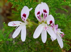 Pelargonium denticulatum