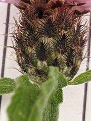 Centaurea debeauxii
