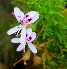 Pelargonium denticulatum