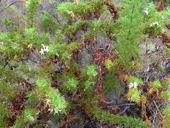 Pelargonium denticulatum