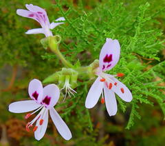 Pelargonium denticulatum