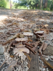 Fungi