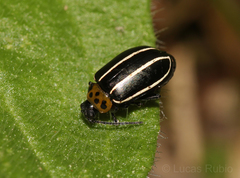 Disonycha conjuncta