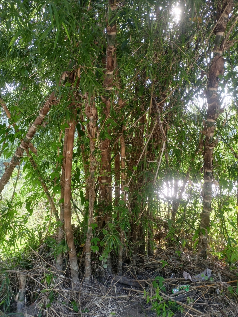 Guadua velutina