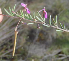 Indigofera sp14