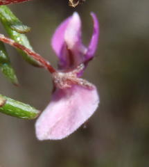 Indigofera sp14
