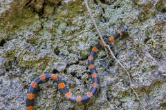 Scolecophis atrocinctus