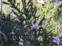 Acmadenia tetragona