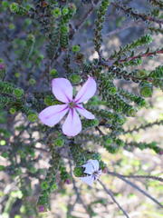 Acmadenia tetragona