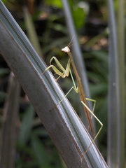 Tenodera blanchardi