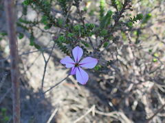 Acmadenia tetragona