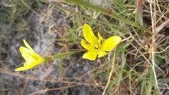 Moraea elsiae