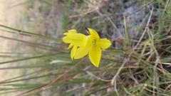Moraea elsiae