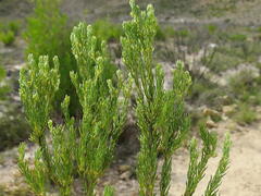 Leucadendron teretifolium