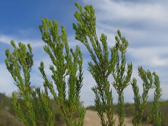 Leucadendron teretifolium