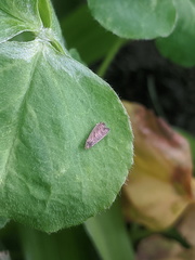 Grapholita conficitana