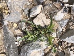 Penstemon petiolatus