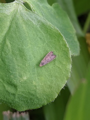 Grapholita conficitana