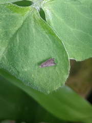 Grapholita conficitana