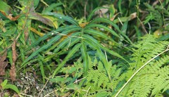 Pteris umbrosa