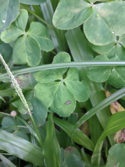 Grapholita conficitana