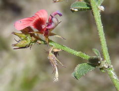 Indigofera sp7