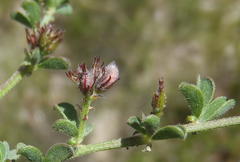 Indigofera sp7