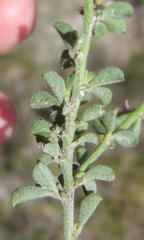 Indigofera sp7