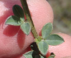 Indigofera sp7