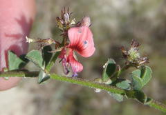 Indigofera sp7