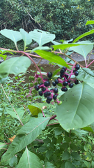 Phytolacca americana
