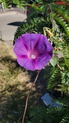 Ipomoea purpurea
