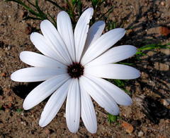 Dimorphotheca montana