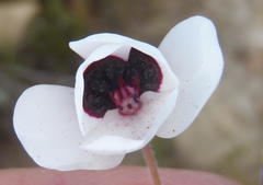 Pelargonium tricolor
