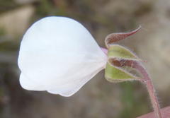 Pelargonium tricolor