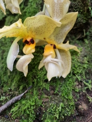 Stanhopea wardii
