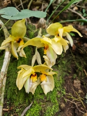 Stanhopea wardii