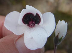 Pelargonium tricolor