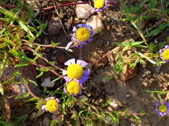 Amellus strigosus strigosus