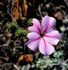 Acmadenia tetragona