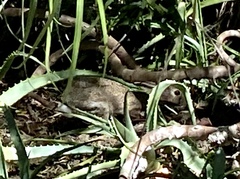 Sylvilagus audubonii