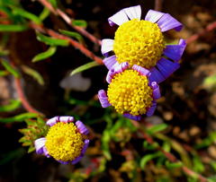 Amellus strigosus strigosus